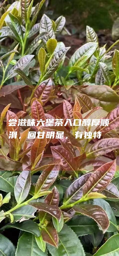 尝滋味：六堡茶入口醇厚顺滑，回甘明显，有独特的烟熏味。