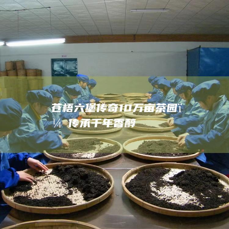 苍梧六堡传奇：10万亩茶园，传承千年香醇