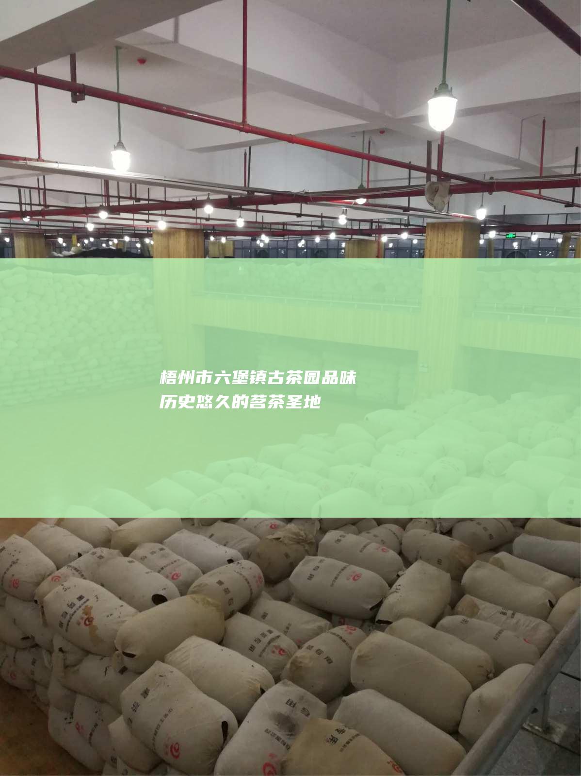 梧州市六堡镇古茶园：品味历史悠久的茗茶圣地