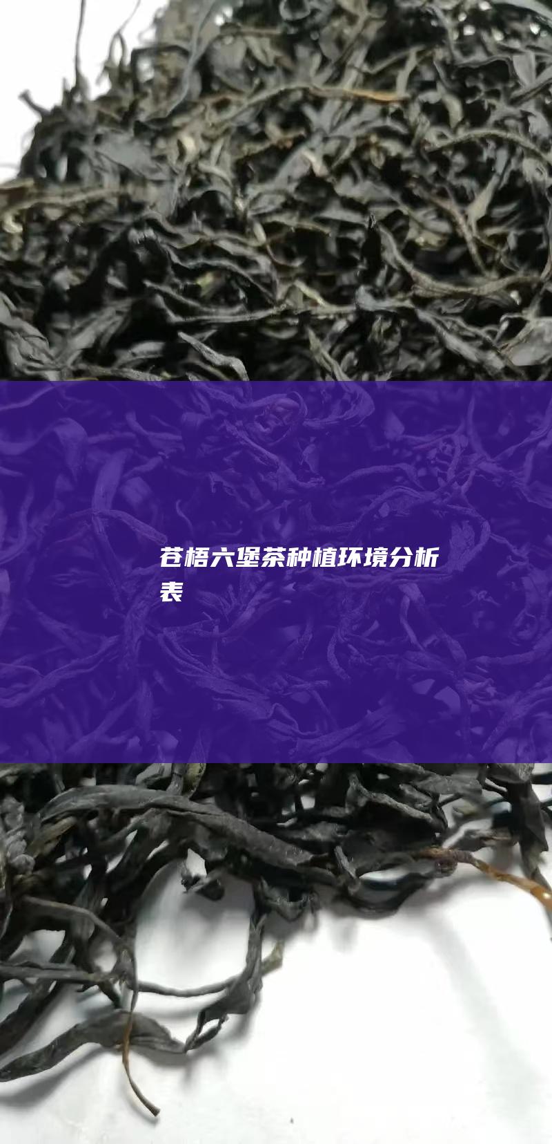 苍梧六堡茶种植环境分析表