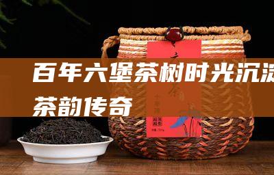 百年六堡茶树：时光沉淀的茶韵传奇