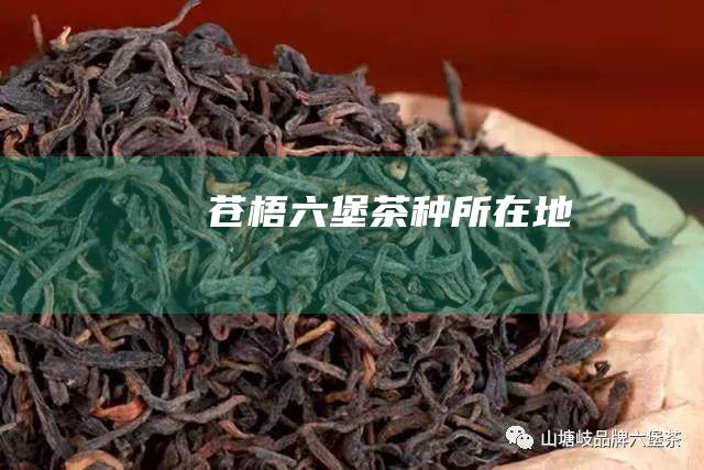 苍梧六堡茶种所在地