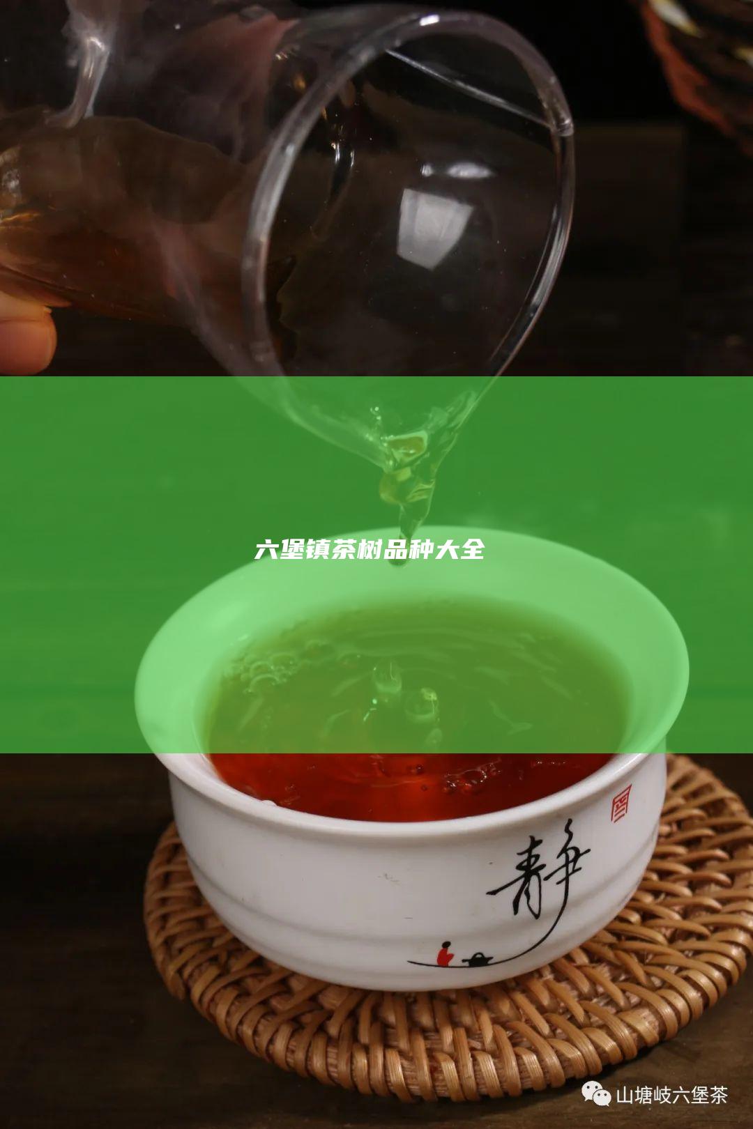 六堡镇茶树品种大全