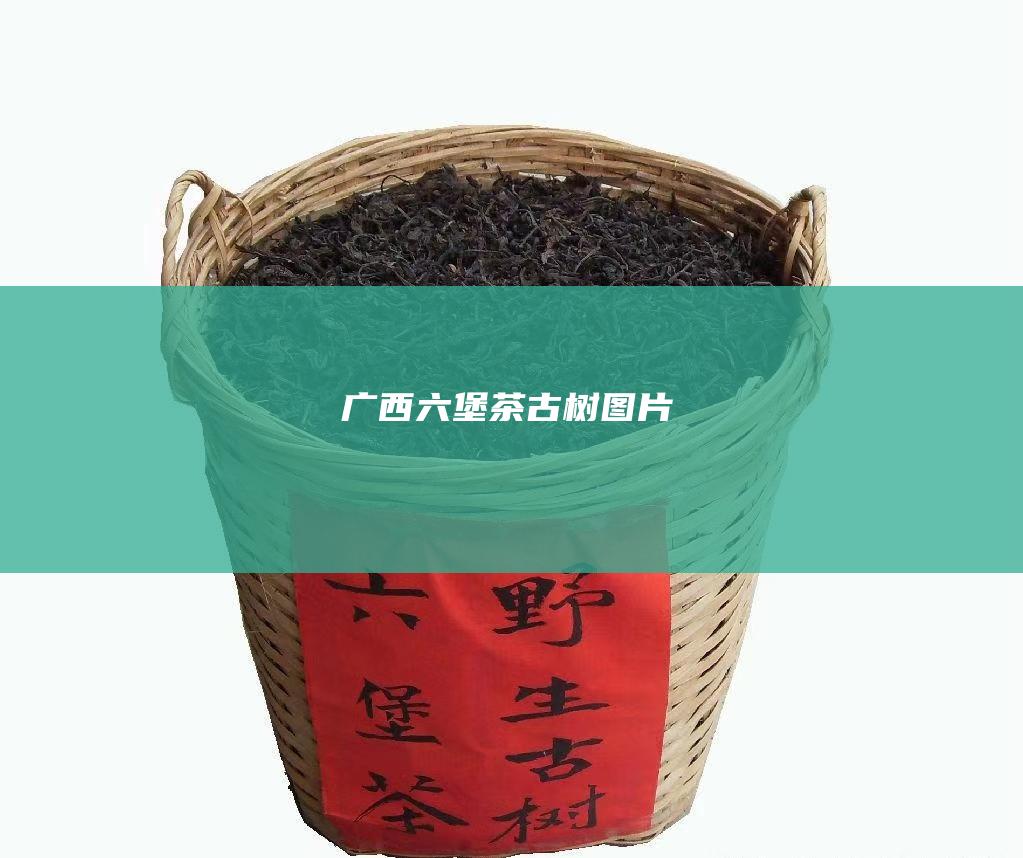 广西六堡茶古树图片