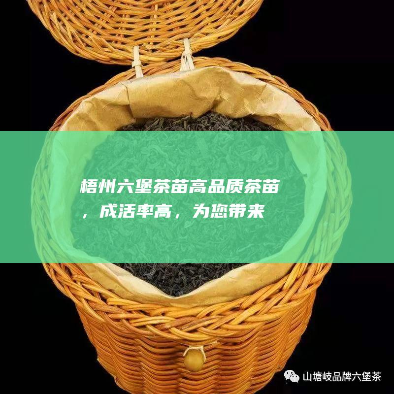 梧州六堡茶苗高品质茶苗，成活率高，为您带来