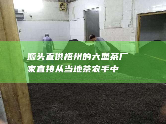 源头直供：梧州的六堡茶厂家直接从当地茶农手中收购原料，保证了茶叶的品质和新鲜度。