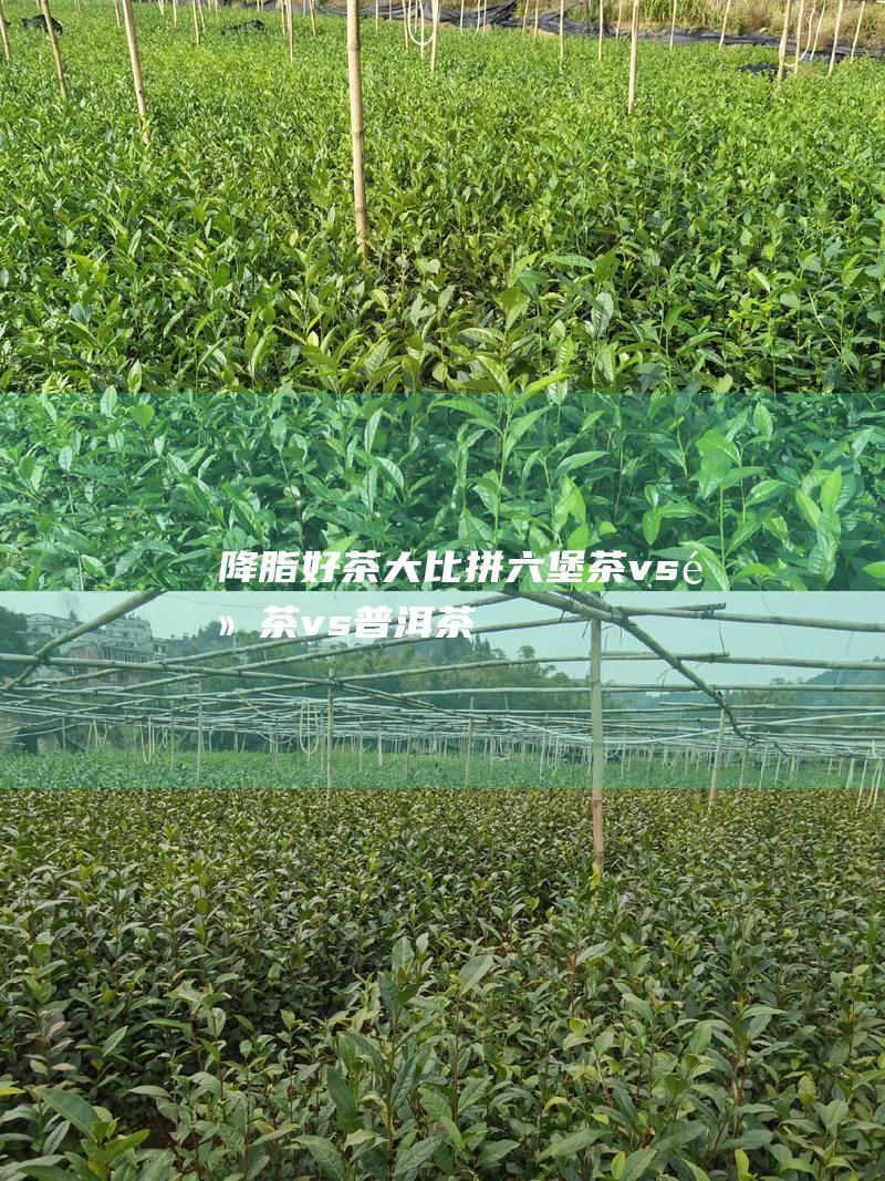 降脂好茶大比拼：六堡茶 vs 黑茶 vs 普洱茶