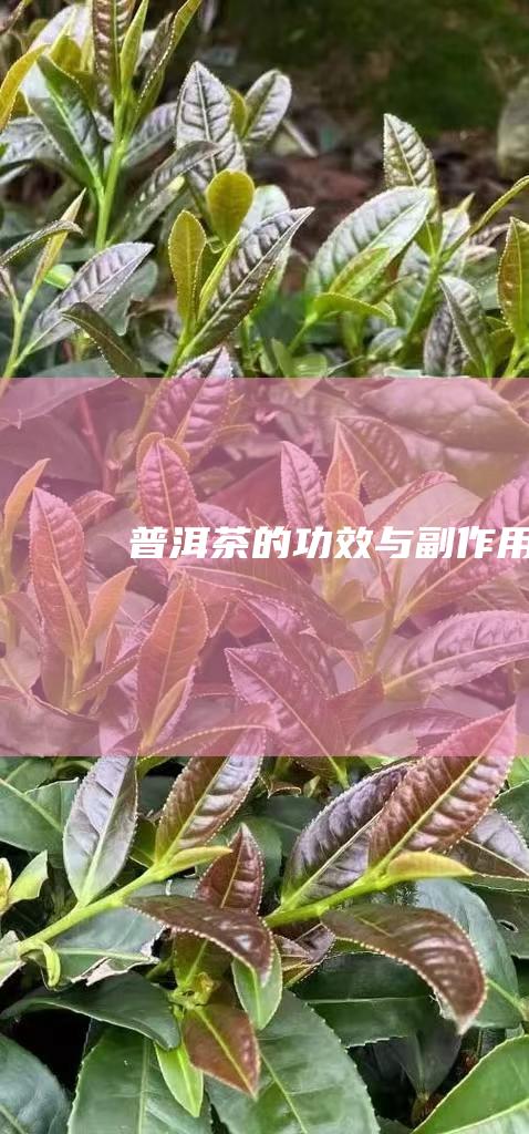 普洱茶的功效与副作用