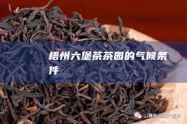 梧州六堡茶茶园的气候条件