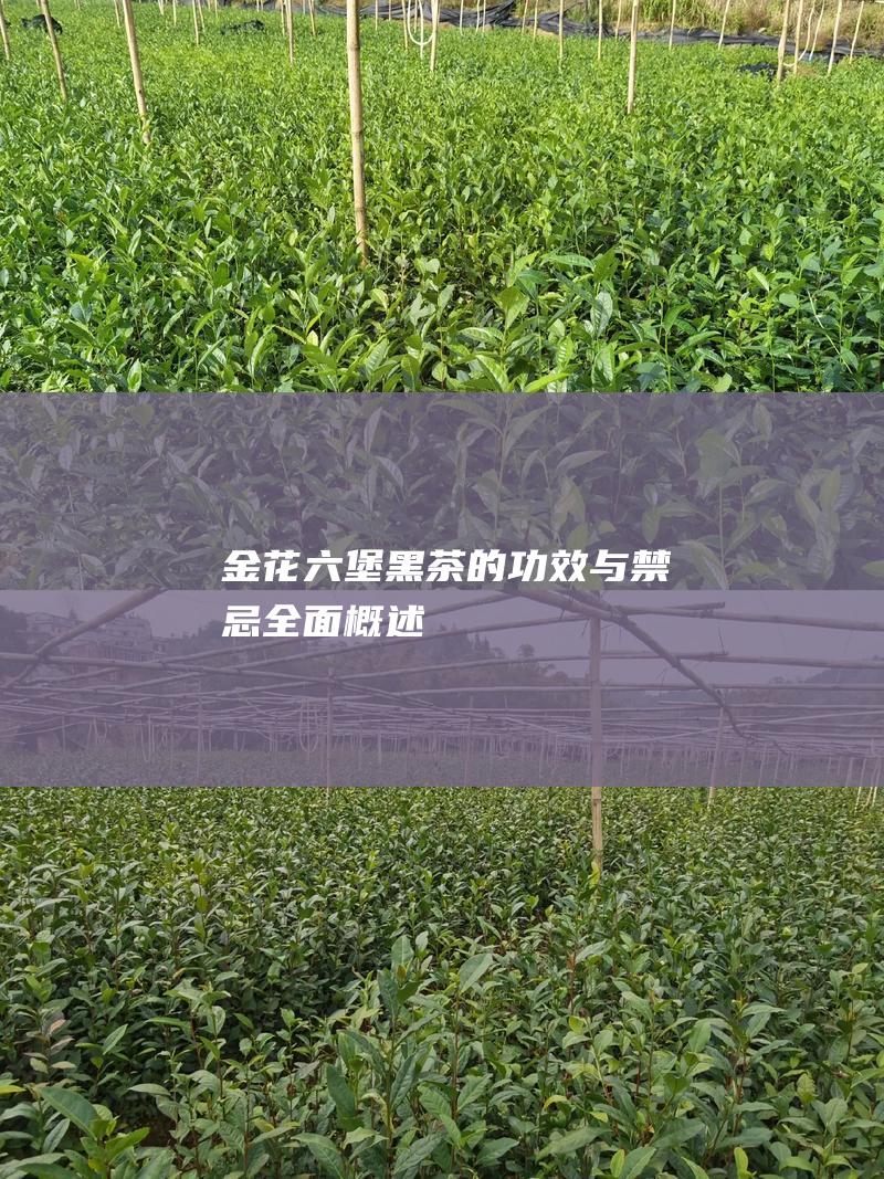 金花六堡黑茶的与禁忌全面概述