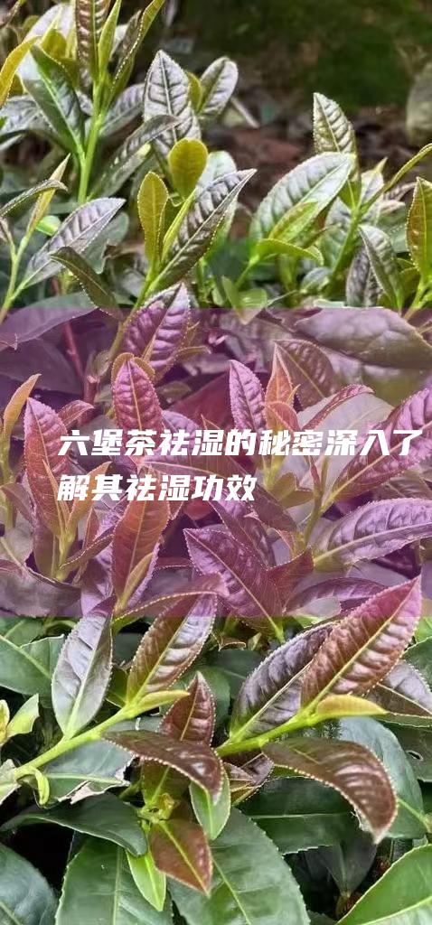 六堡茶祛湿的秘密：深入了解其祛湿功效