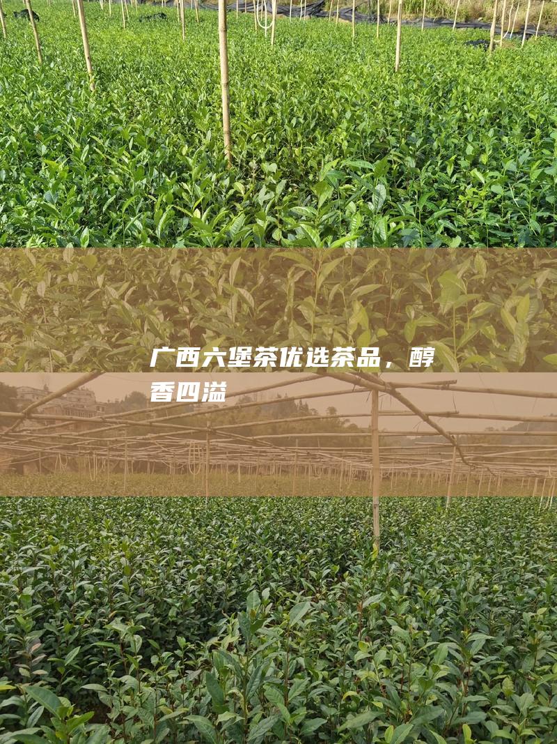 广西六堡茶：优选茶品，醇香四溢