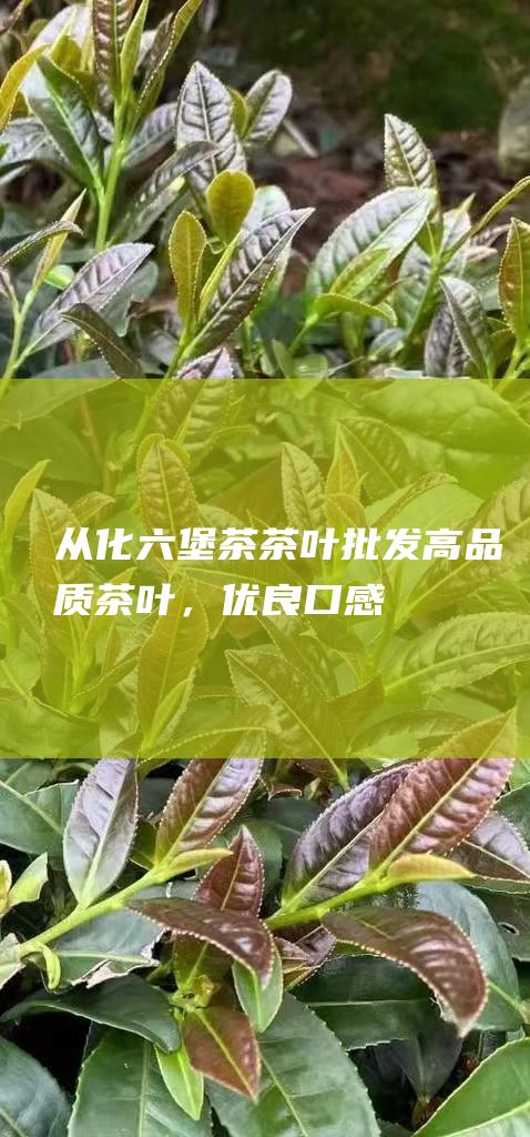 从化六堡茶茶叶批发：高品质茶叶，优良口感