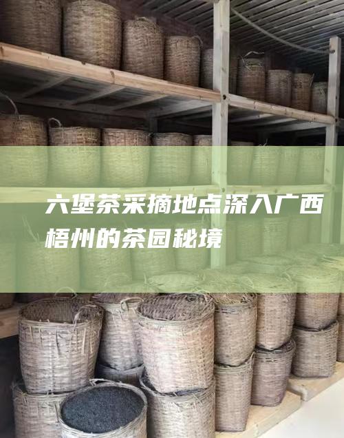 茶采摘地点深入梧州的茶园秘境