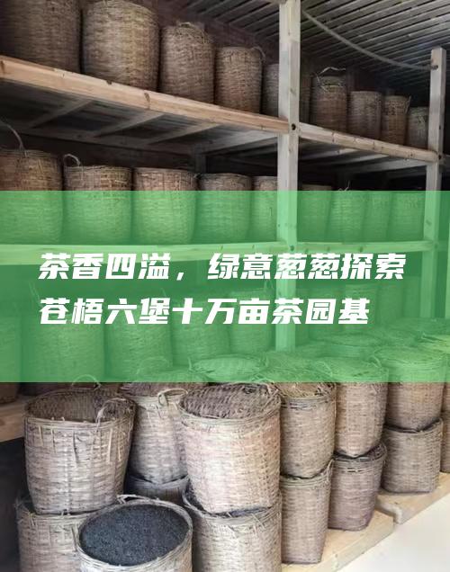 茶香四溢，绿意葱葱：探索苍梧六堡十万亩茶园基地