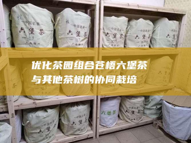 优化茶园组合：苍梧六堡茶与其他茶树的协同栽培研究