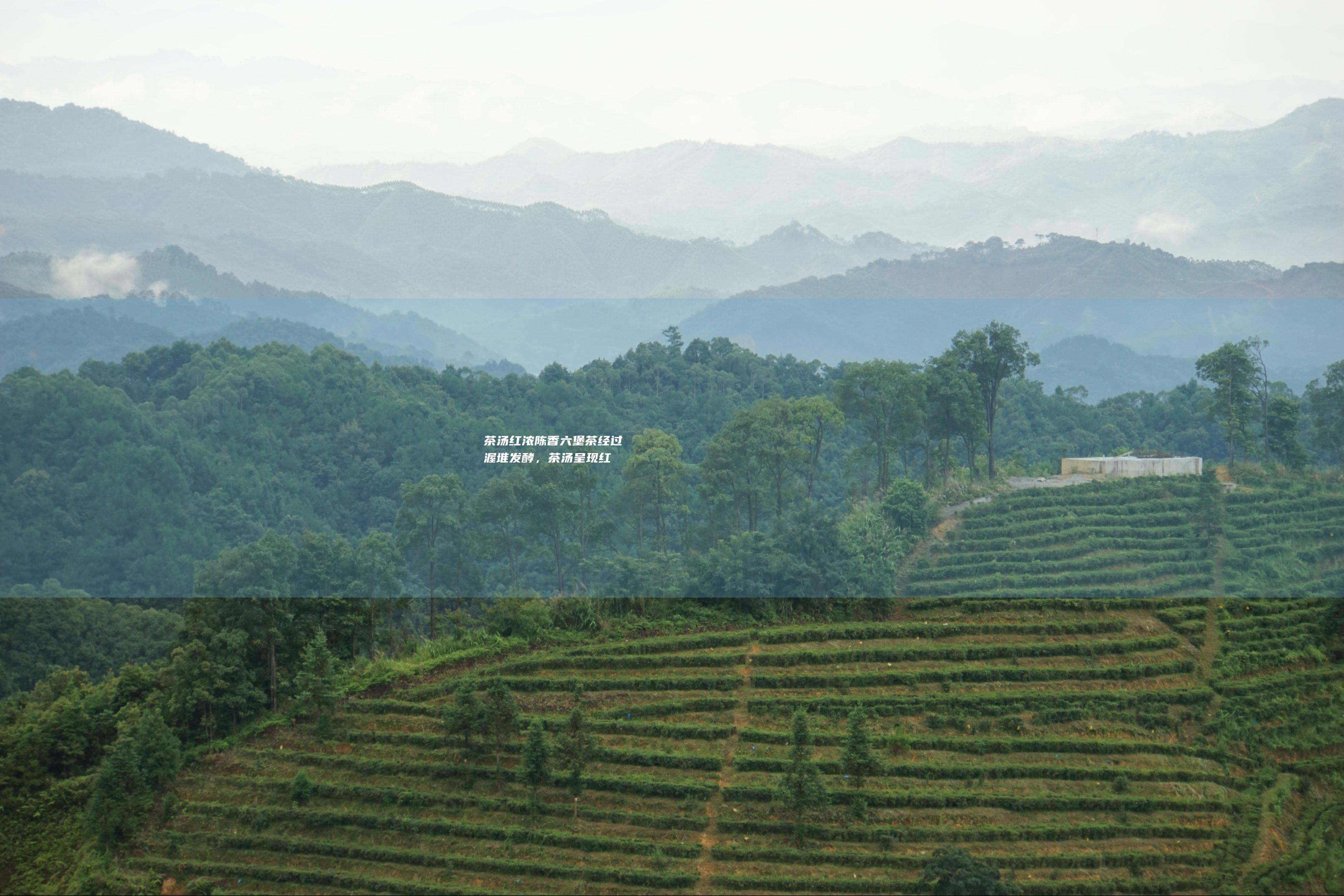 茶汤红浓陈香：六堡茶经过渥堆发酵，茶汤呈现红浓透亮，具有独特的陈香味。