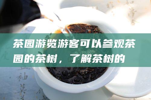 茶园游览：游客可以参观茶园的茶树，了解茶树的种植和管理措施。