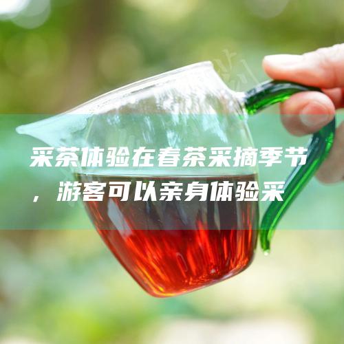 采茶体验在春茶季节，游客可以亲身体验采