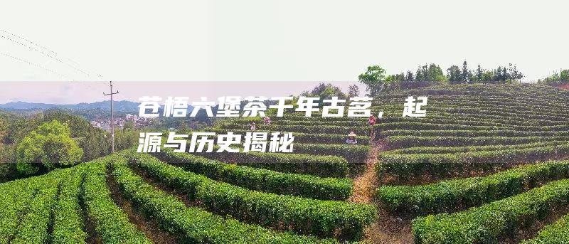 苍梧六堡茶千年古茗，起源与历史揭秘