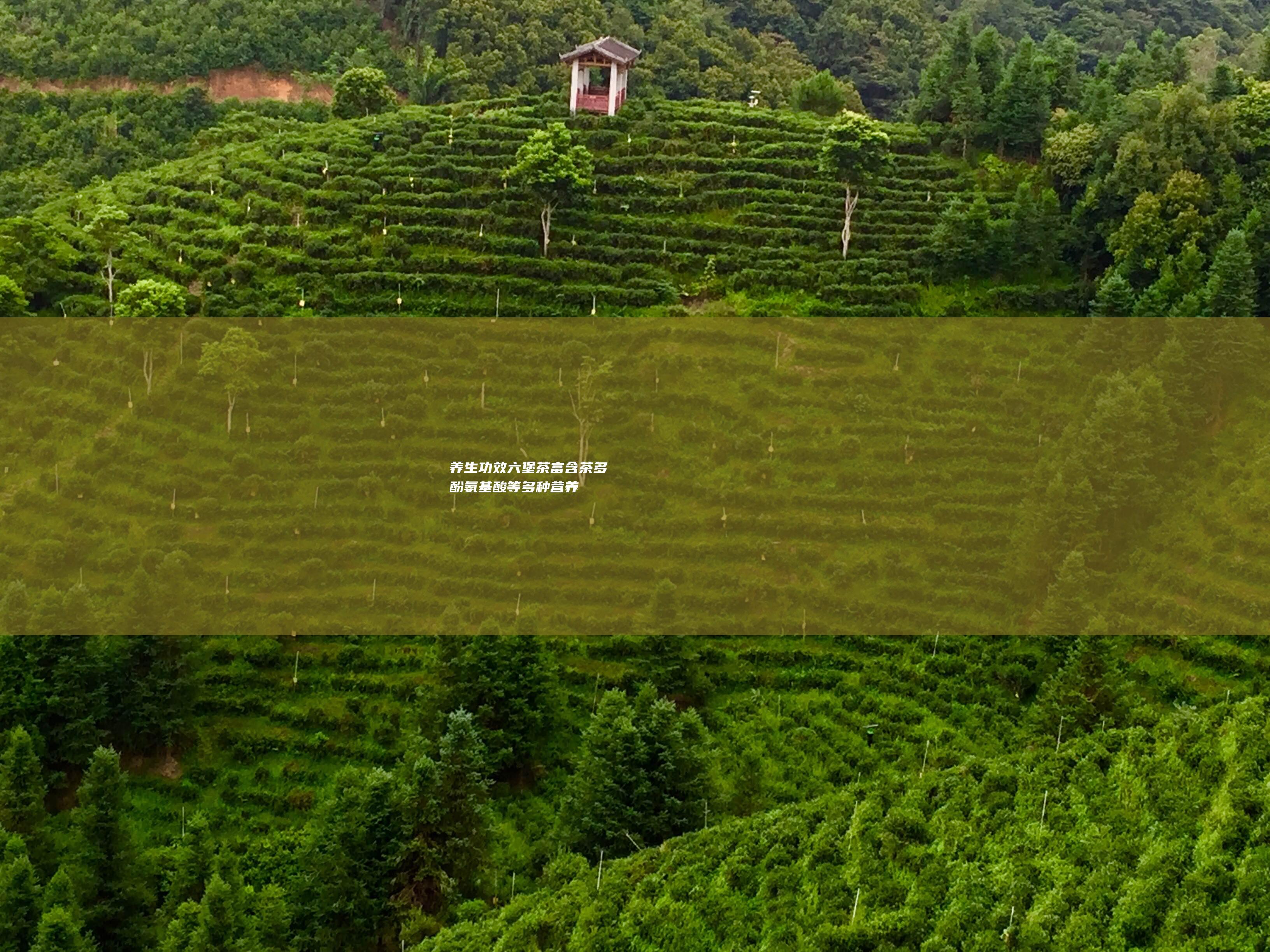 养生功效六堡茶富含茶多酚等多种营养