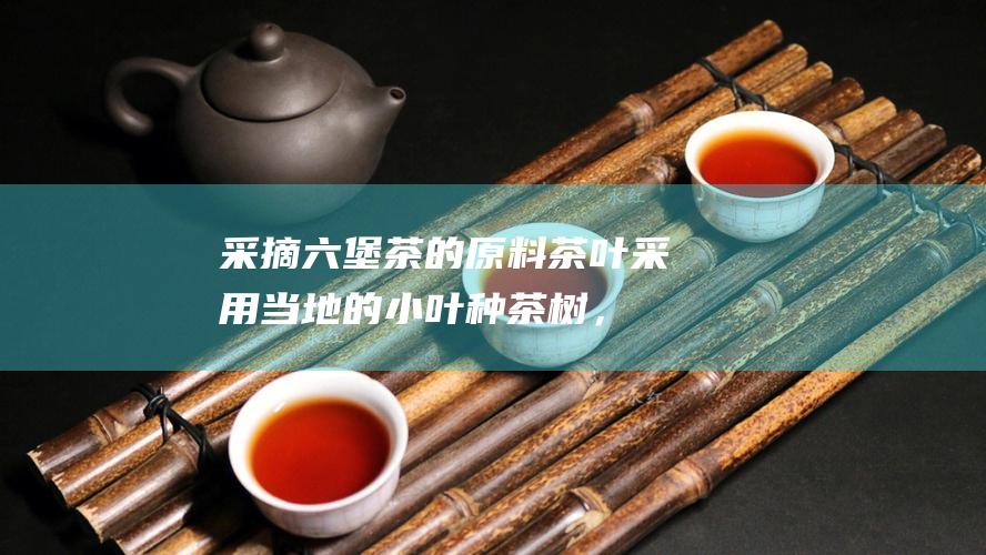 采摘：六堡茶的原料茶叶采用当地的小叶种茶树，每年清明节前后采摘。