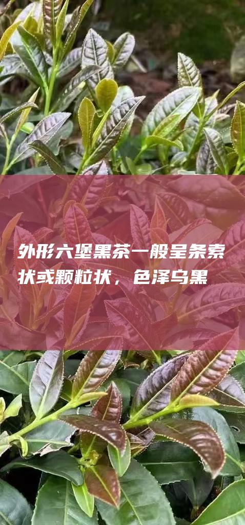 外形：六堡黑茶一般呈条索状或颗粒状，色泽乌黑油润，有自然的光泽。