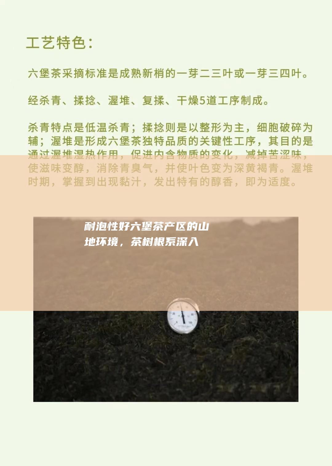 耐泡性好：六堡茶产区的山地环境，茶树根系深入，吸收了丰富的矿物质，使得茶叶中含有多种微量元素，耐泡性好。