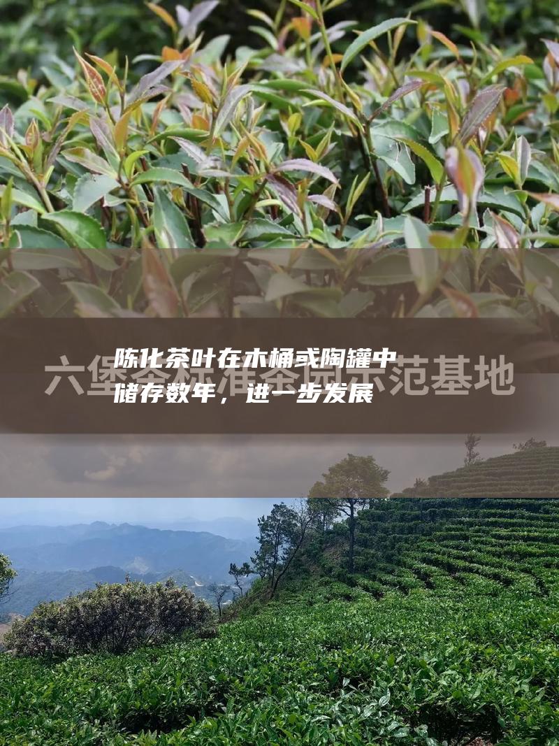 茶叶在木桶或陶罐中储存数年，进一步