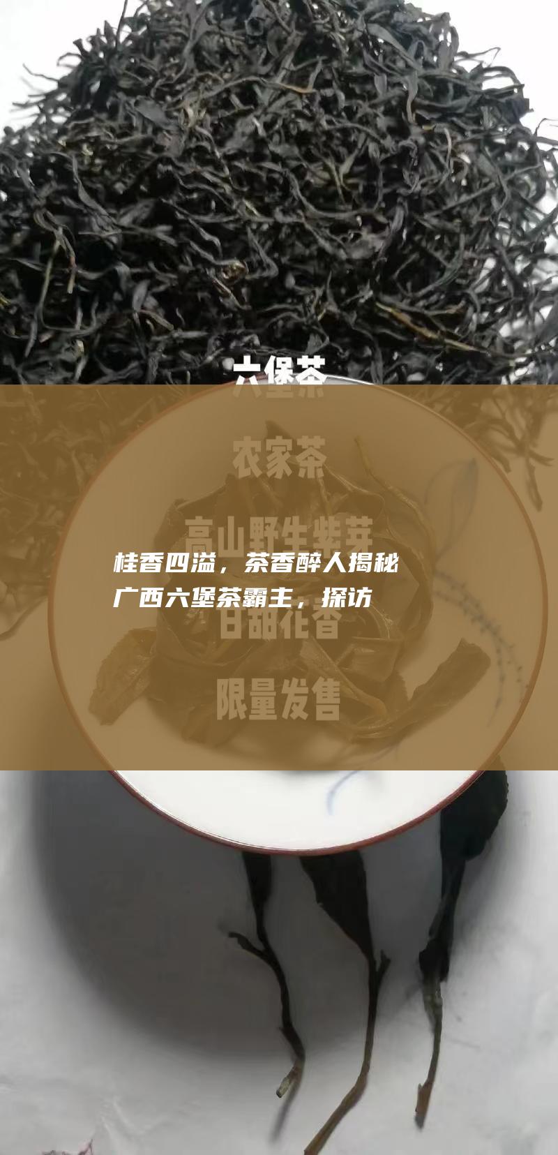 桂香四溢，茶香醉人：揭秘广西六堡茶霸主，探访最大厂家