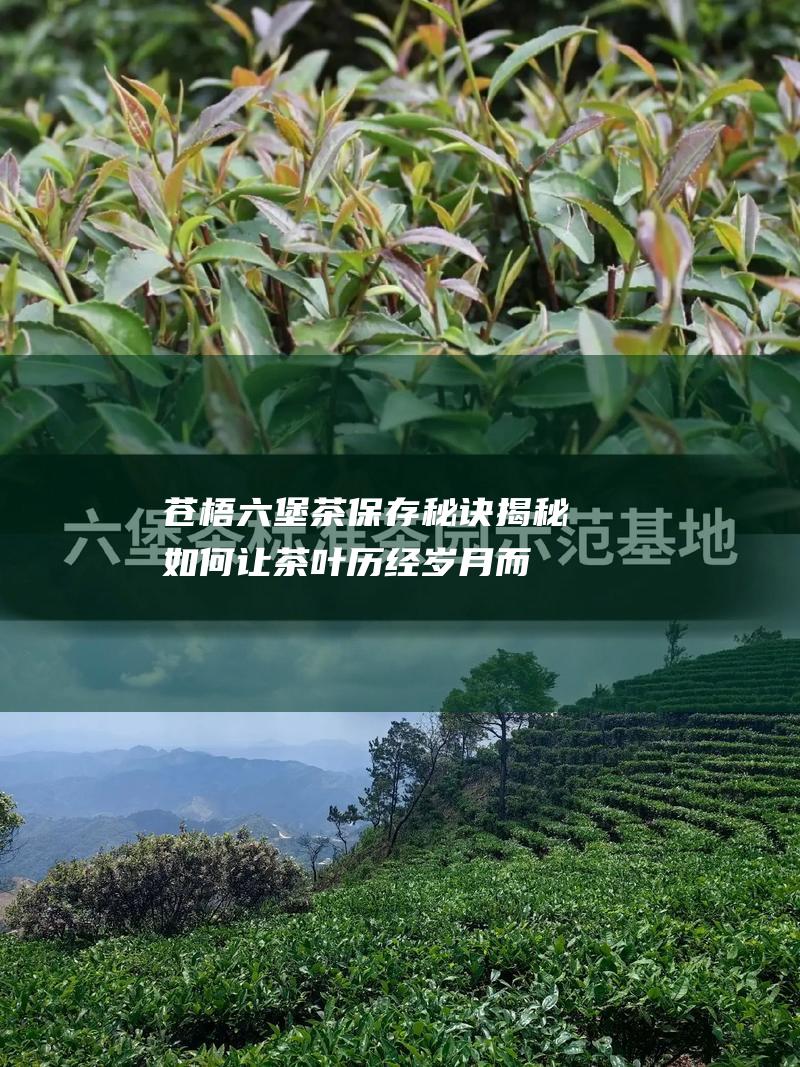 苍梧六堡茶保存秘诀揭秘如何让茶叶历经岁月而