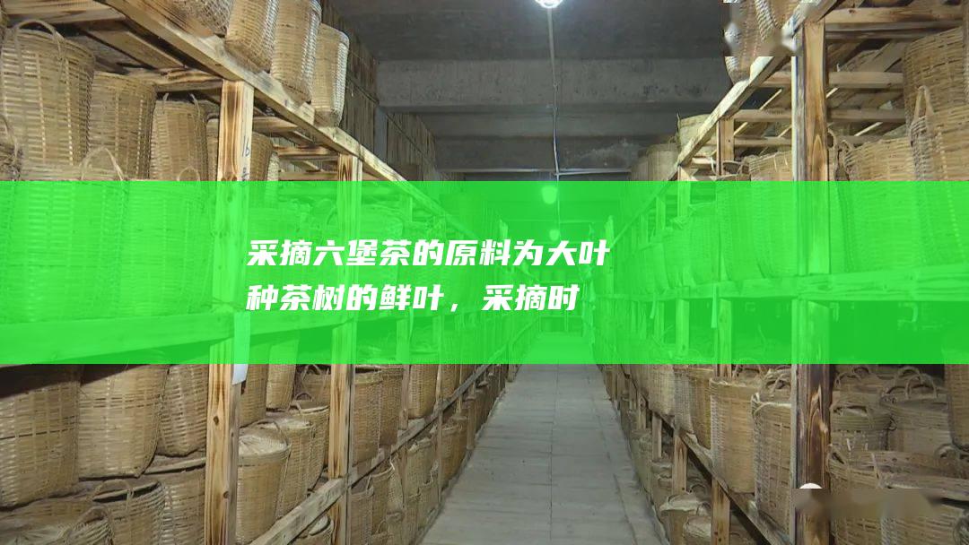 采摘：六堡茶的原料为大叶种茶树的鲜叶，采摘时间一般在春秋两季。