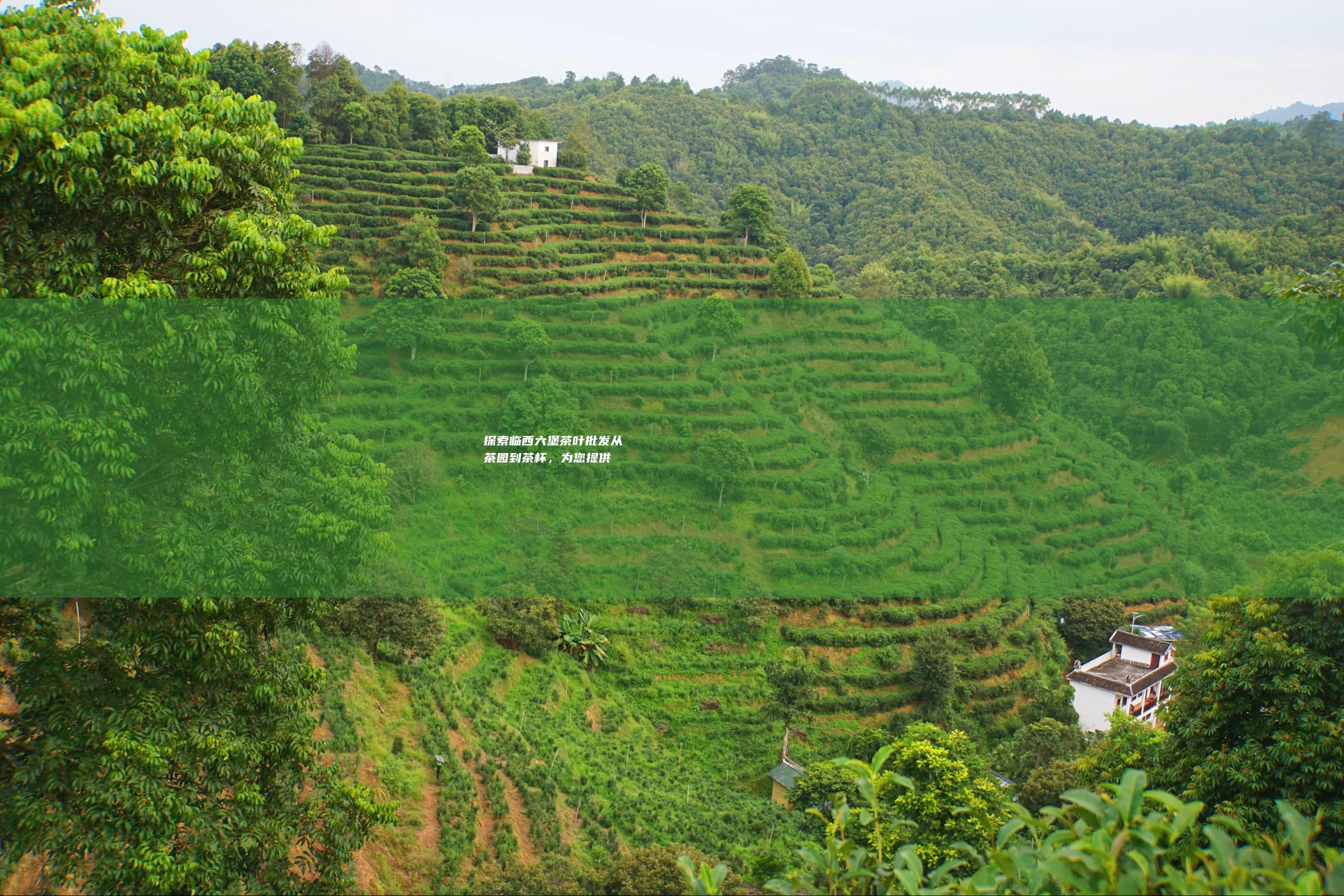 探索临西六堡茶叶批发：从茶园到茶杯，为您提供醇香体验