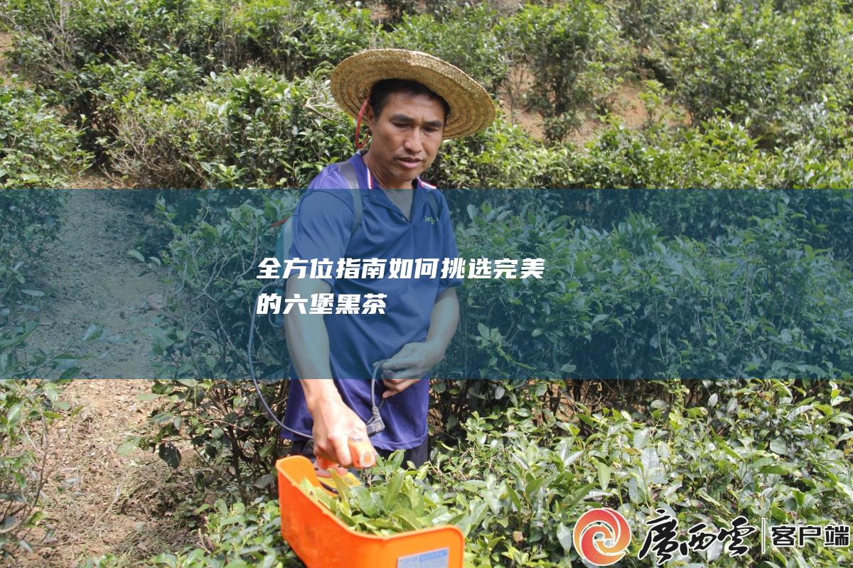 全方位指南：如何挑选完美的六堡黑茶