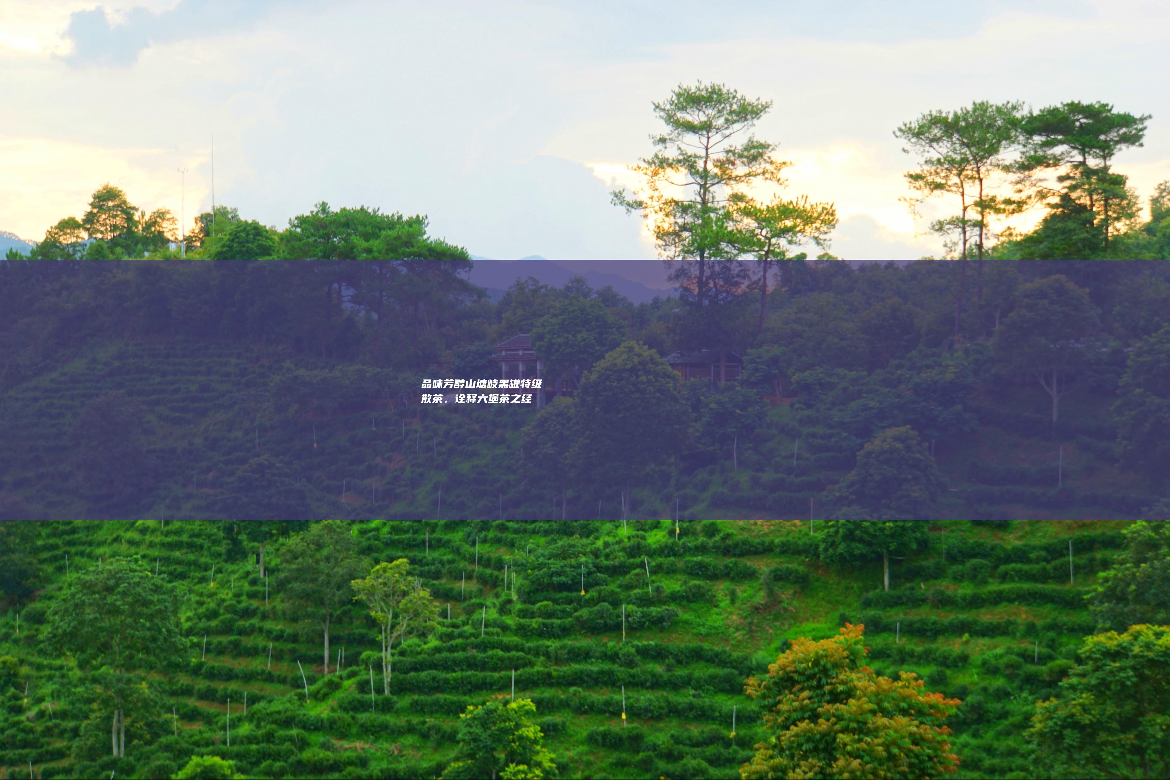 品味芳醇：山塘岐黑罐特级散茶，诠释六堡茶之经典