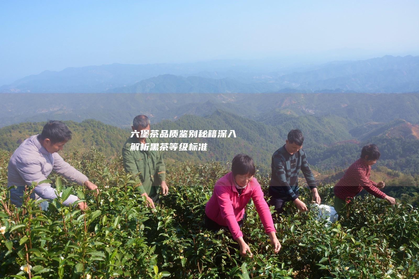 品质鉴别秘籍深入解析黑茶等级标准