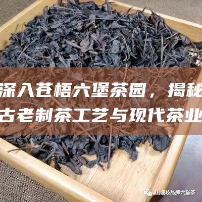 深入苍梧六堡茶园，揭秘古老制茶工艺与现代茶业发展