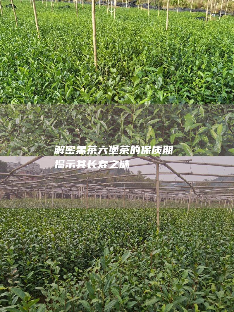 解密黑茶六堡茶的保质期：揭示其长寿之谜