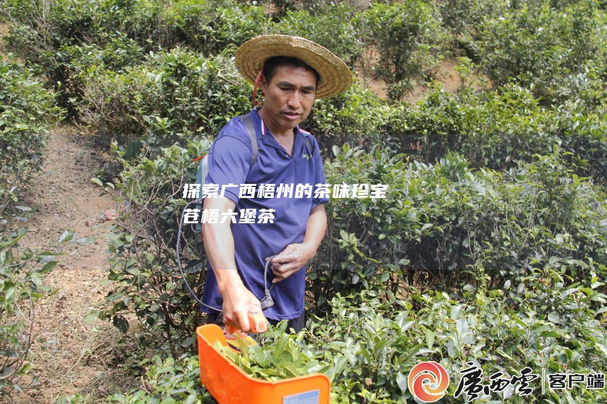 探索广西梧州的茶味珍宝：苍梧六堡茶