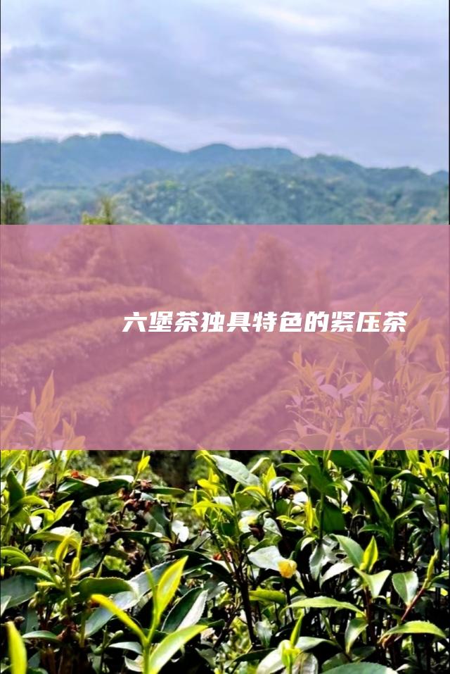 六堡茶：独具特色的紧压茶