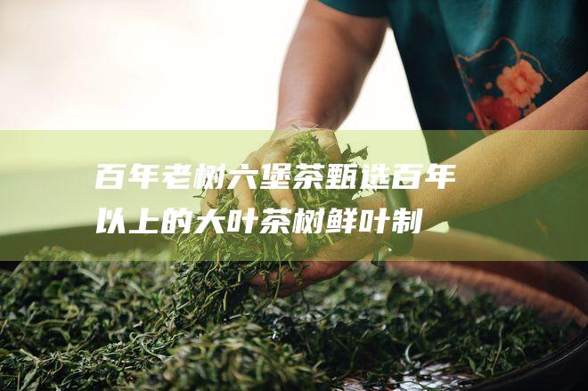 百年老树六堡茶：甄选百年以上的大叶茶树鲜叶制作，汤色红浓，滋味醇厚。