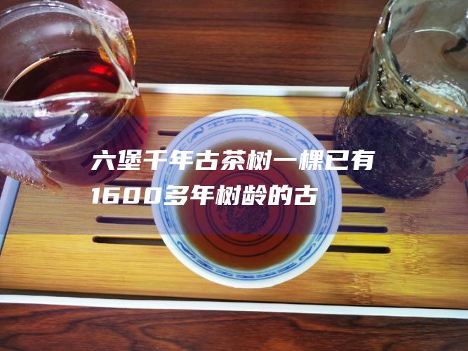 六堡千年古茶树：一棵已有1600多年树龄的古茶树，是六堡茶的起源。