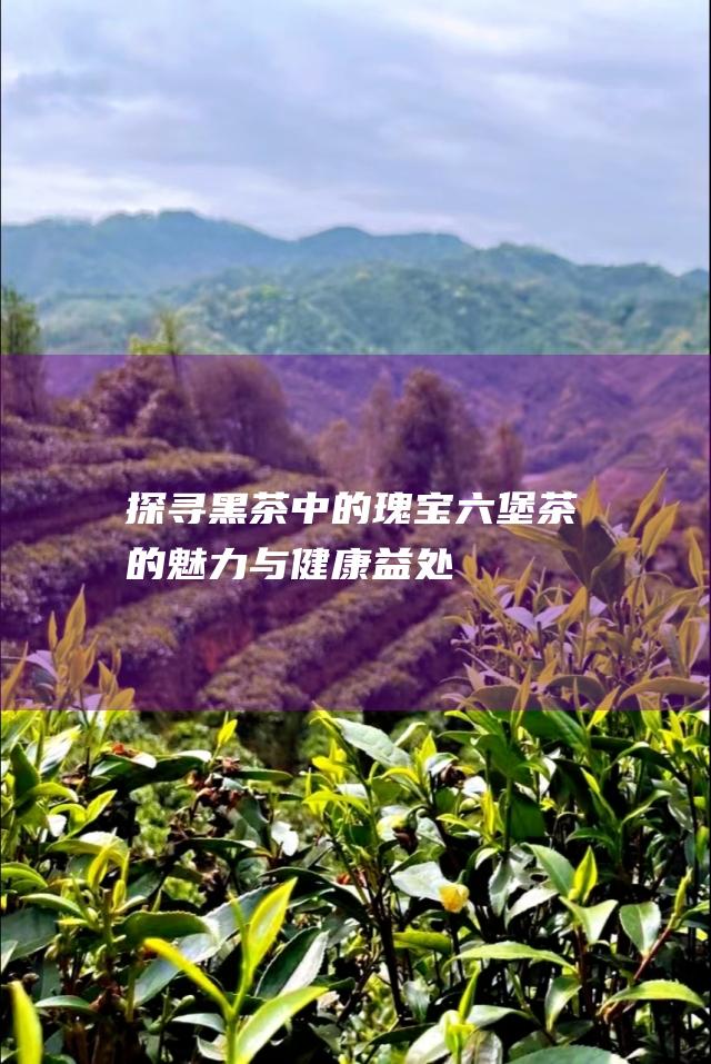 探寻黑茶中的瑰宝：六堡茶的魅力与健康益处