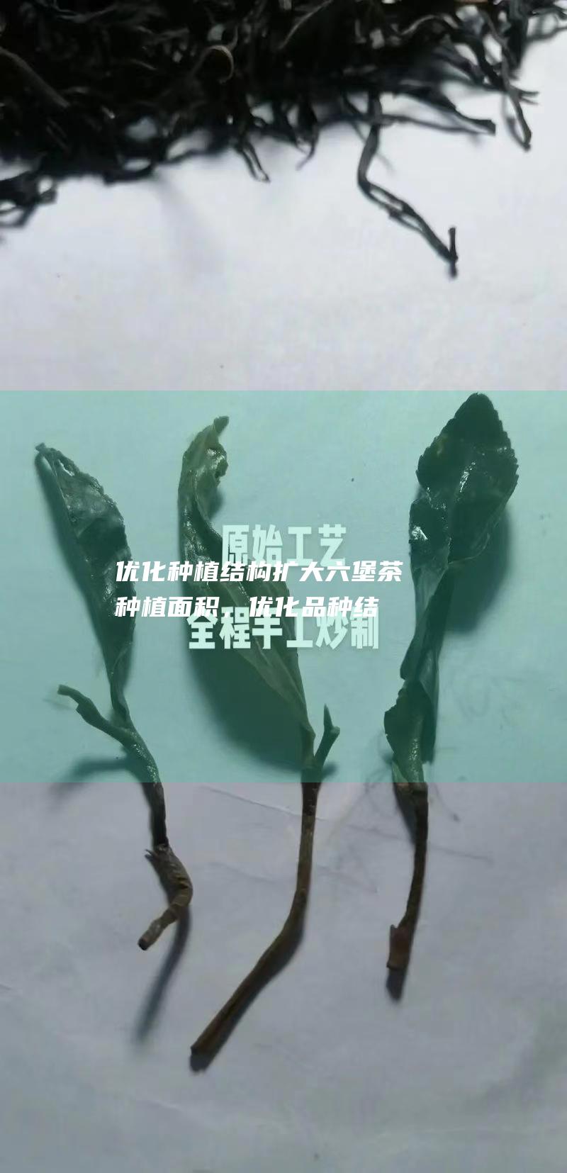 优化种植结构：扩大六堡茶种植面积，优化品种结构，推广先进种植技术，提高茶叶品质。