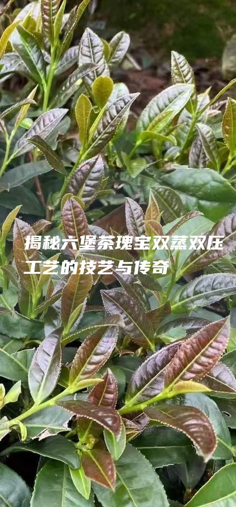 揭秘茶瑰宝双蒸双压的技艺与传奇