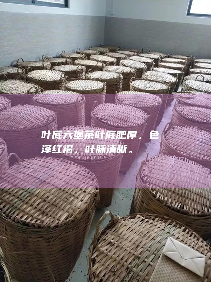 叶底：六堡茶叶底肥厚，色泽红褐，叶脉清晰。