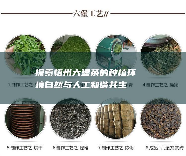 探索梧州六堡茶的种植环境：自然与人工和谐共生的沃土