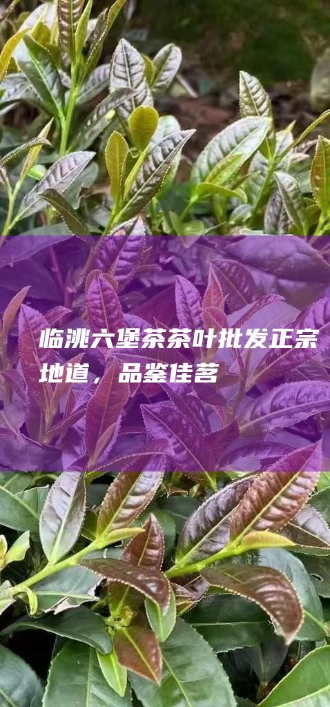 临洮六堡茶茶叶批发：正宗地道，品鉴佳茗