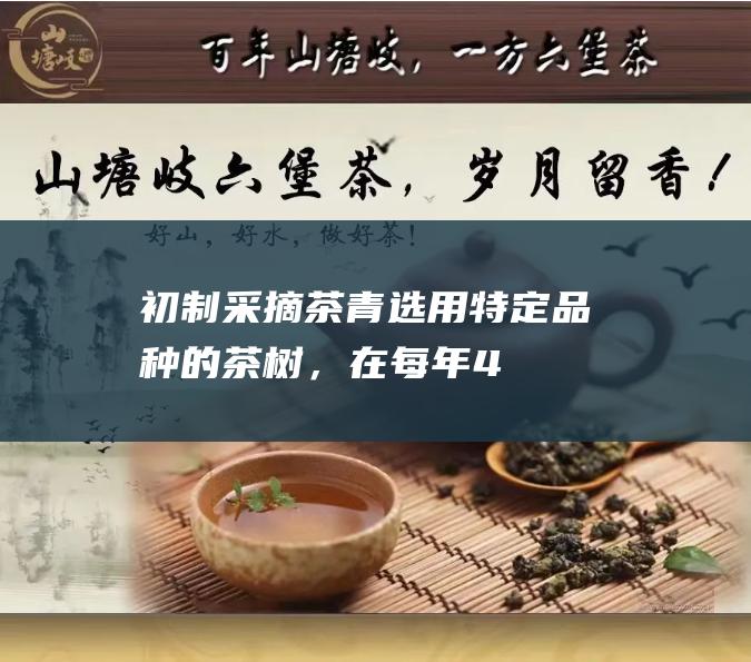 初制： 采摘茶青：选用特定品种的茶树，在每年4-5月份采摘新鲜嫩芽。