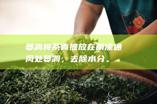 萎凋：将茶青摊放在荫凉通风处萎凋，去除水分。